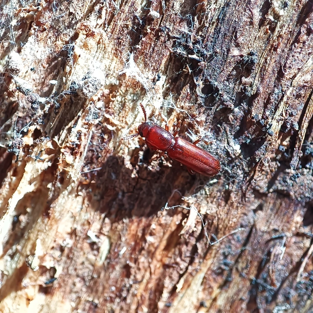 Corticeus unicolor - egyszínű kéregbújó