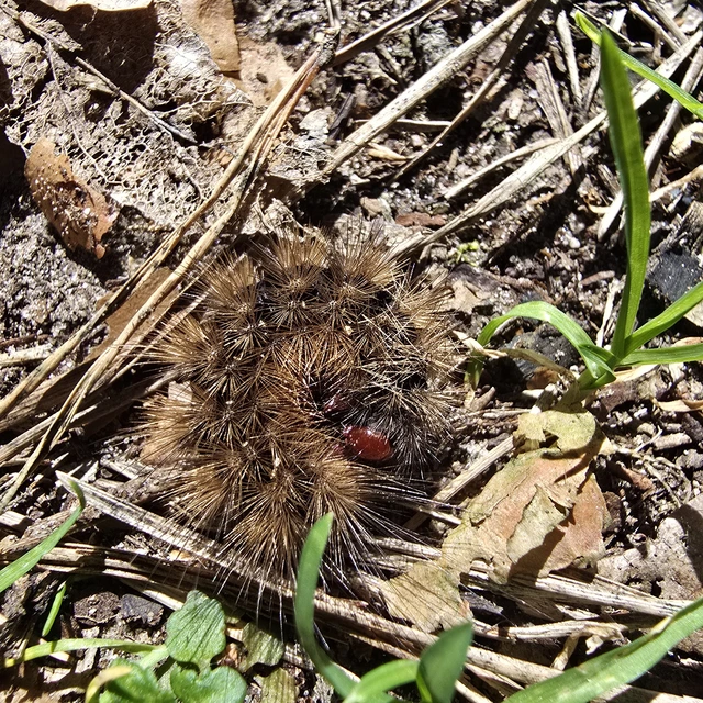 Arctia villica - fekete medvelepke