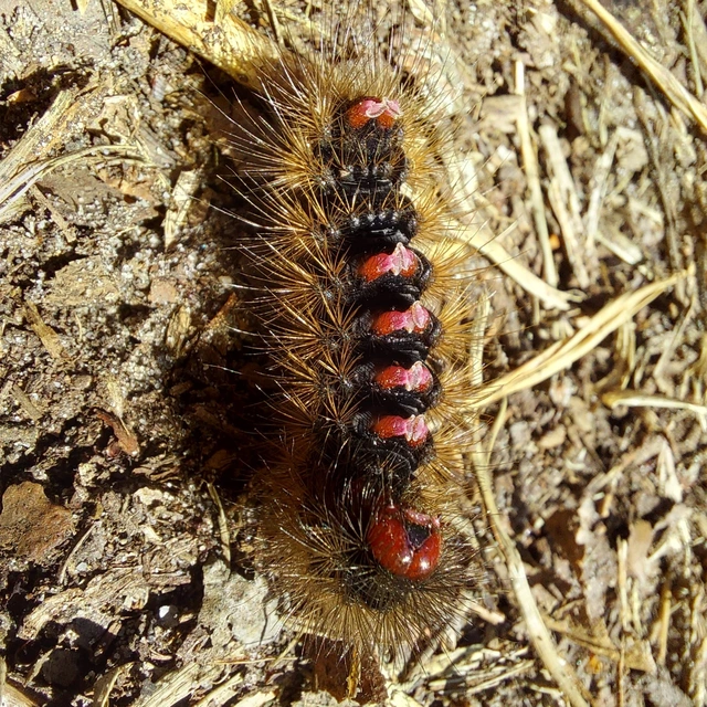 Arctia villica - fekete medvelepke