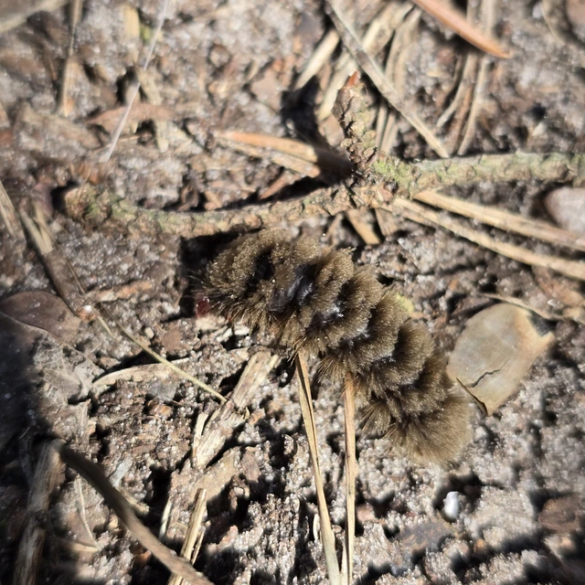 Amata phegea - fehérpettyes álcsüngőlepke