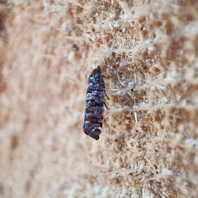 Gravitarmata margarotana - márványos gyantamoly