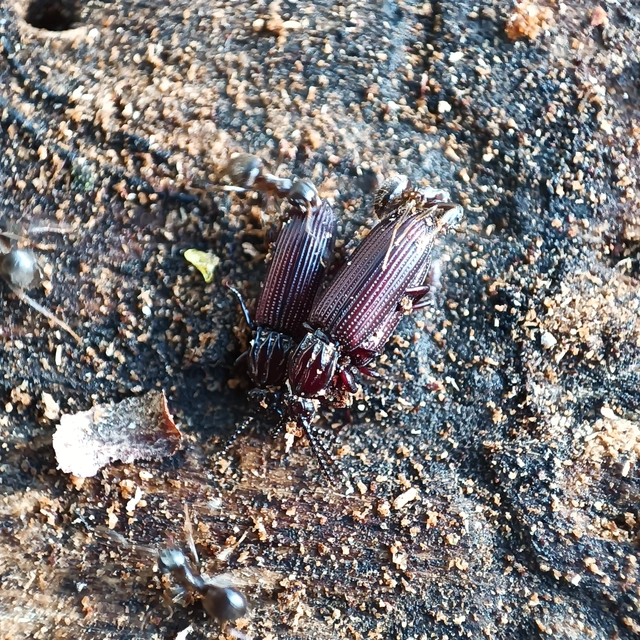 Rhysodes sulcatus - kerekvállú állasbogár