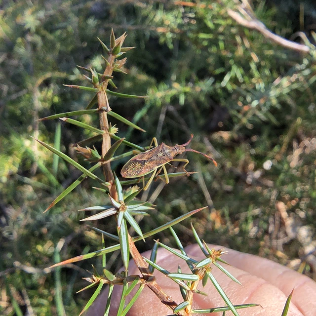 Gonocerus juniperi - boróka-karimáspoloska
