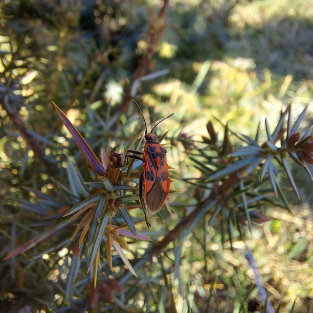 Corizus hyoscyami - piros karimáspoloska