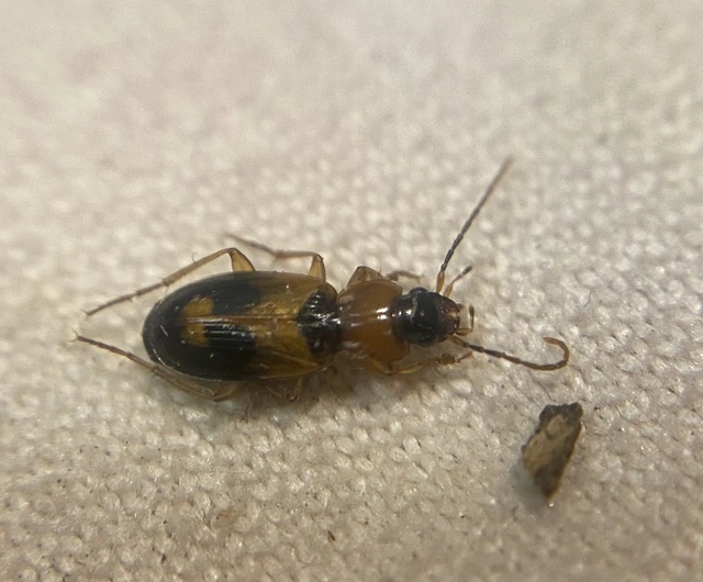 Badister bullatus - kis posványfutonc