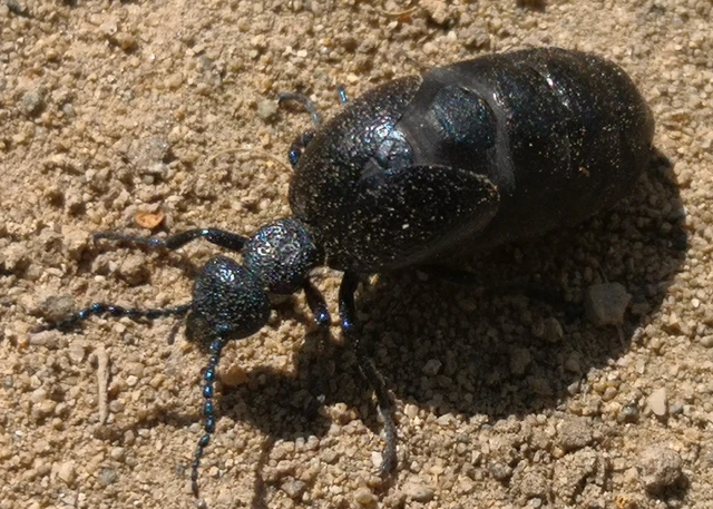Meloe proscarabaeus - közönséges nünüke