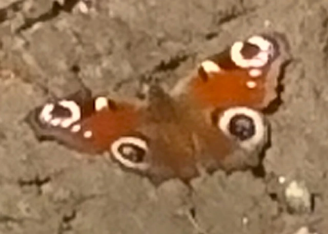Nymphalis io - nappali pávaszem