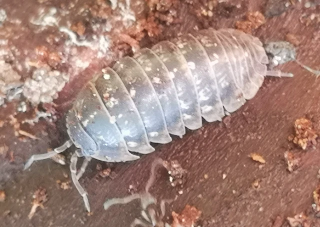 Isopoda - Ászkarákok