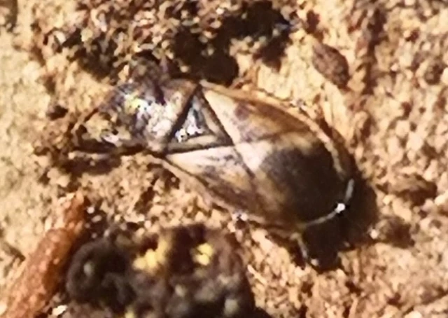 Oxycarenus modestus - égerfabodobács