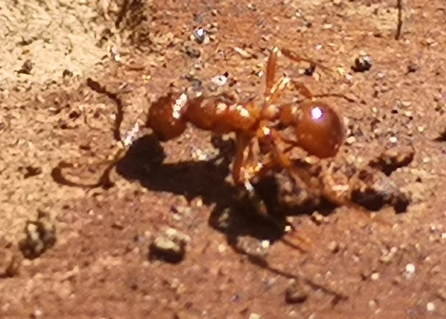 Myrmica rubra - közönséges bütyköshangya