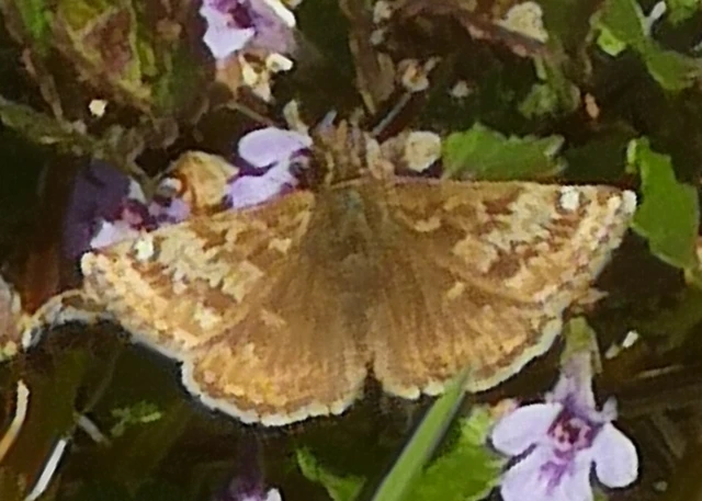 Erynnis tages - cigánylepke