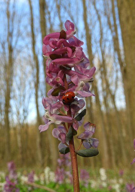 Coccinella septempunctata - hétpettyes katica