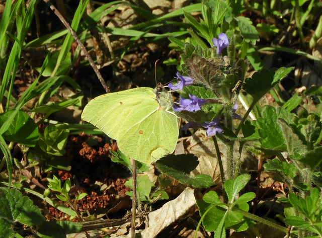 Gonepteryx rhamni - citromlepke