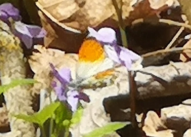 Anthocharis cardamines - hajnalpírlepke