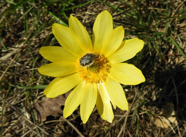 Tropinota hirta - bundás virágbogár