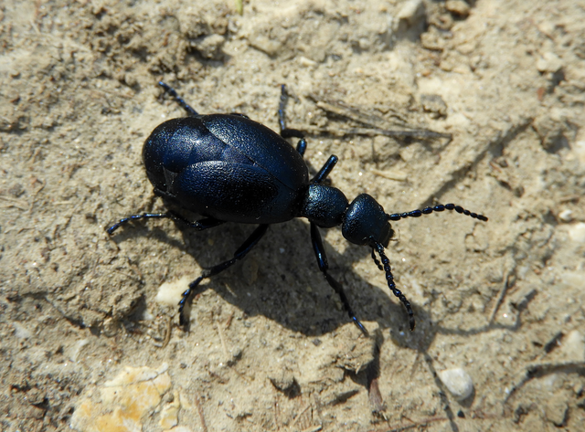 Meloe violaceus - kék nünüke