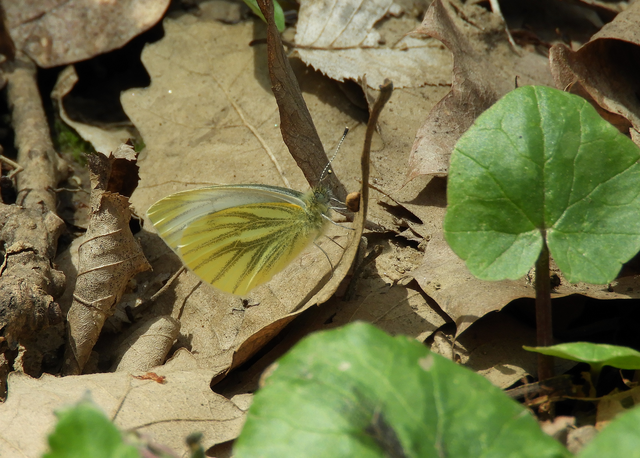 Pieris napi - repcelepke