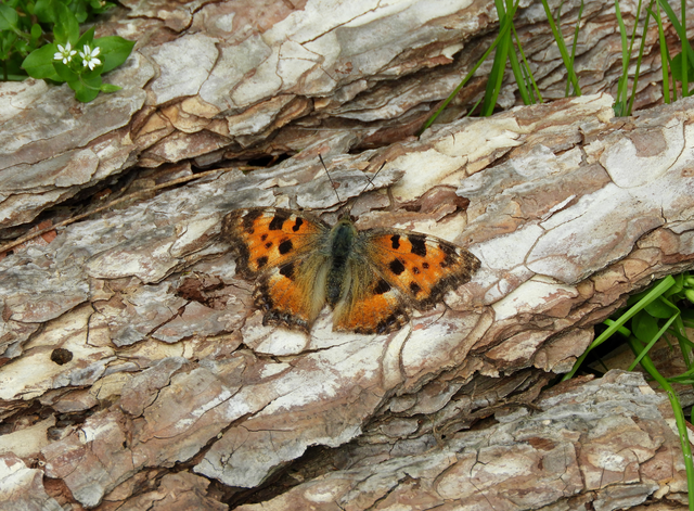 Nymphalis polychloros - nagy rókalepke