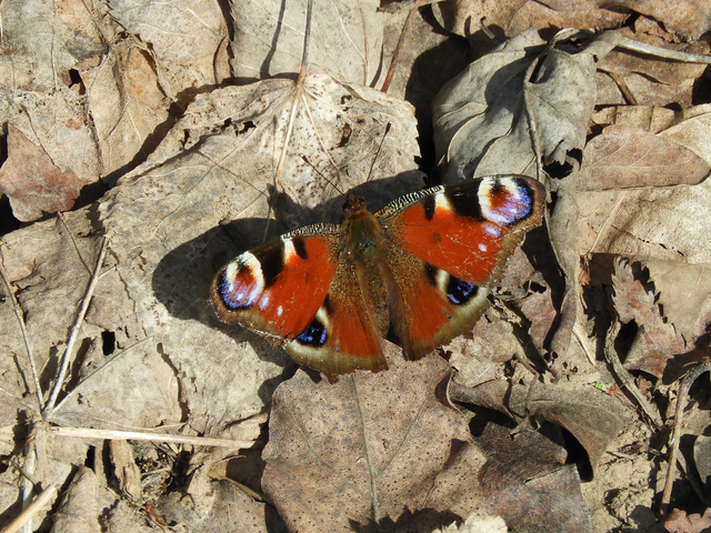 Nymphalis io - nappali pávaszem