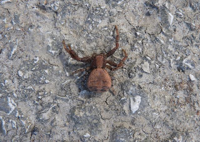 Xysticus