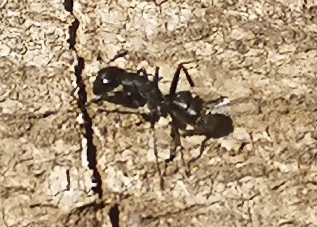 Camponotus vagus - fekete lóhangya