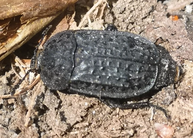 Thanatophilus rugosus - ripacsos dögbogár