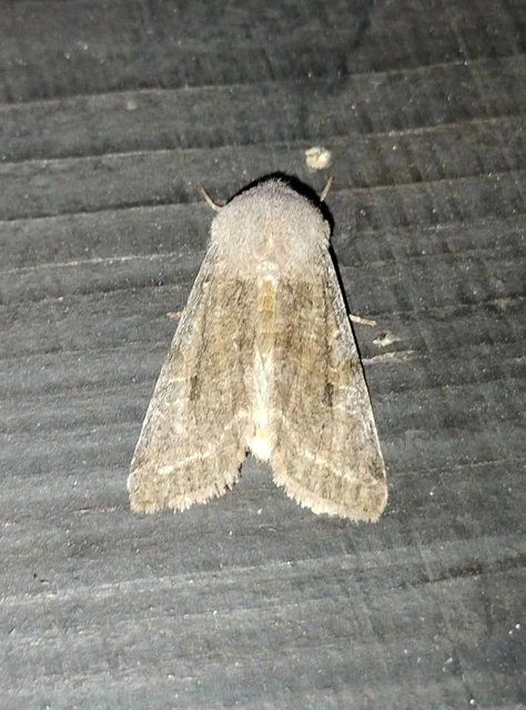 Orthosia incerta - változékony barkabagoly