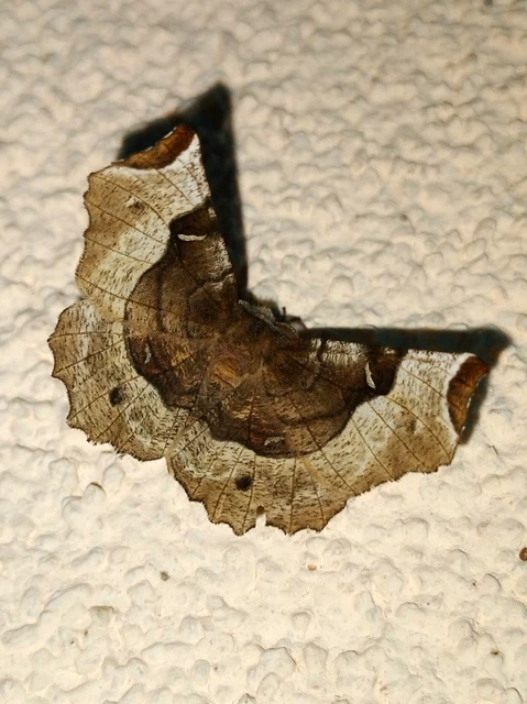 Selenia tetralunaria - négyfoltos holdasaraszoló