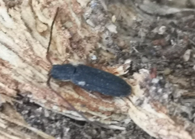 Uleiota planatus - hosszúcsápú fogasnyakú-lapbogár