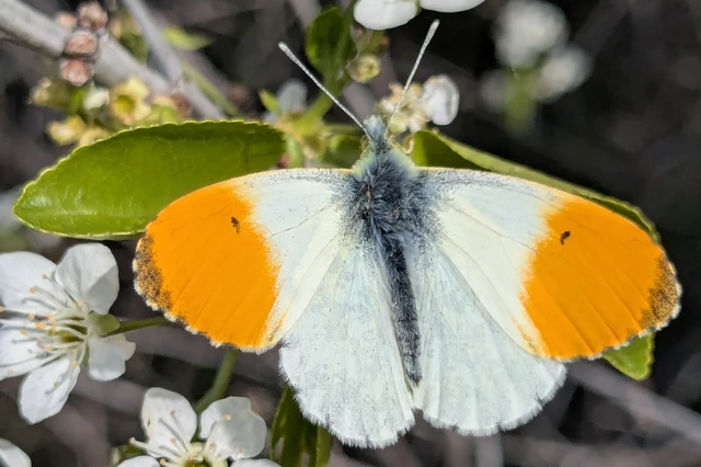 Anthocharis cardamines - hajnalpírlepke