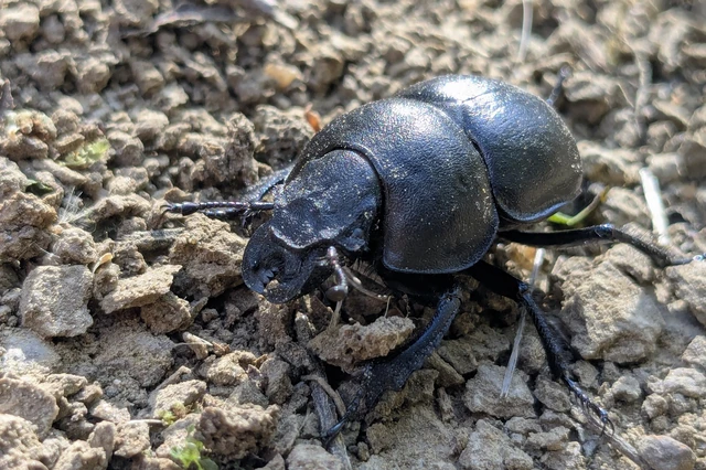 Lethrus apterus - nagyfejű csajkó