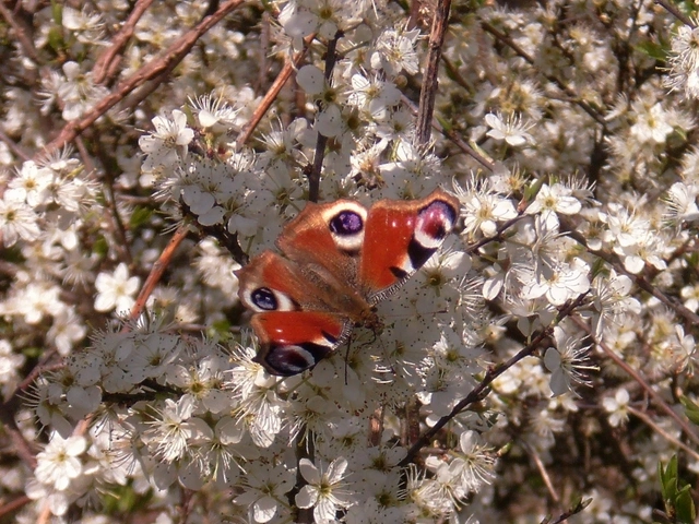 Nymphalis io - nappali pávaszem