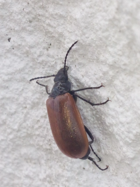 Omophlus Omophlus