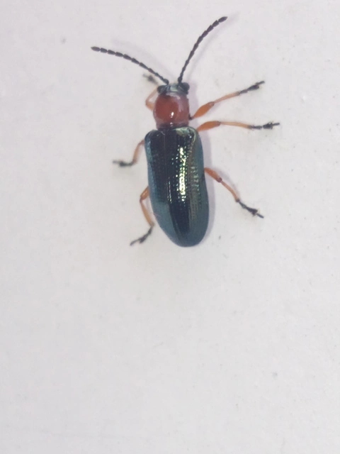 Oulema melanopus/duftschmidi