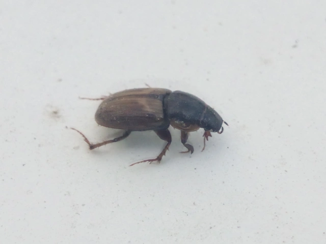 Aphodius prodromus - sárgalábú trágyabogár