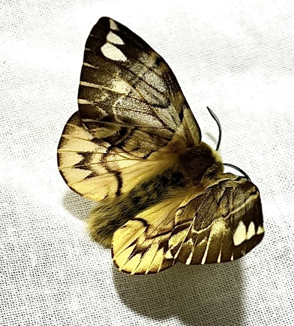 Endromis versicolora - tarkaszövő