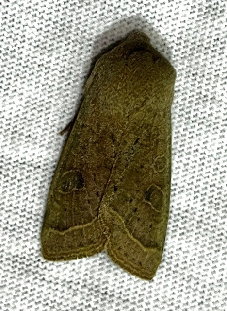 Orthosia cerasi - közepes barkabagoly