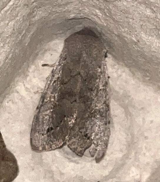 Orthosia populeti - nyárfa-barkabagoly