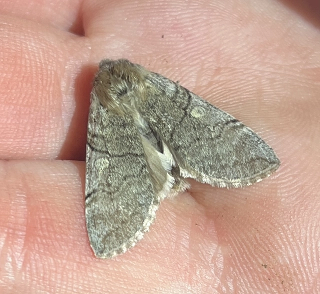 Achlya flavicornis - nyíres pihésszövő