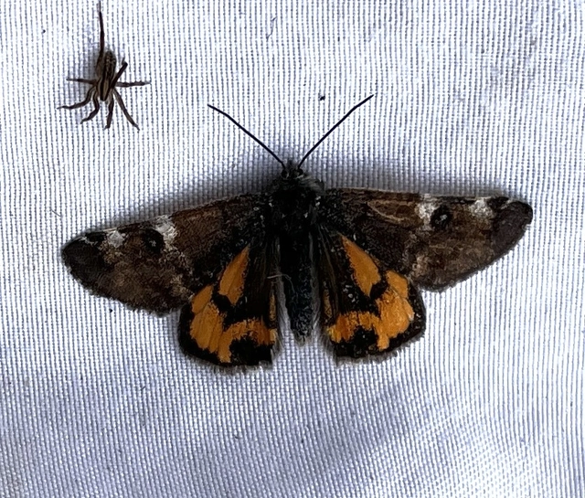Archiearis parthenias - nagy nappaliaraszoló