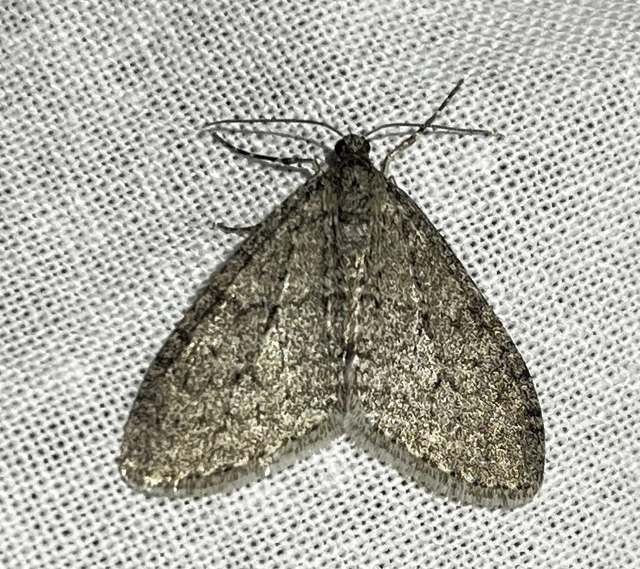 Trichopteryx carpinata - nyárfa-lebenyesaraszoló