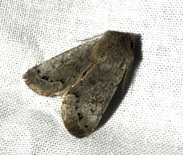 Orthosia populeti - nyárfa-barkabagoly