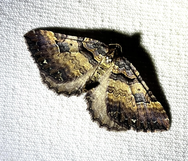 Earophila badiata - csipkerózsa-araszoló