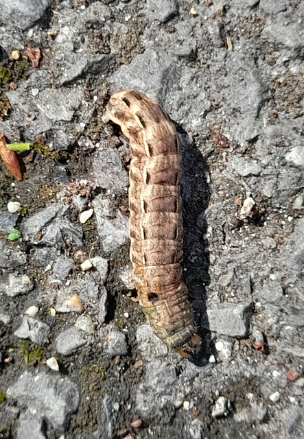 Noctua pronuba - nagy sárgafűbagoly
