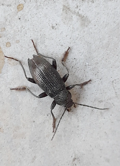 Stenomax aeneus - bronzos gyászbogár Stenomax aeneus - bronzos gyászbogár
