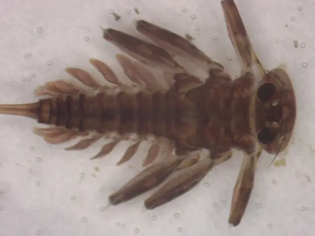 Epeorus assimilis
