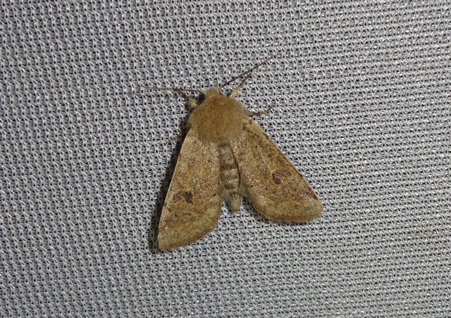 Orthosia cruda - kis barkabagoly