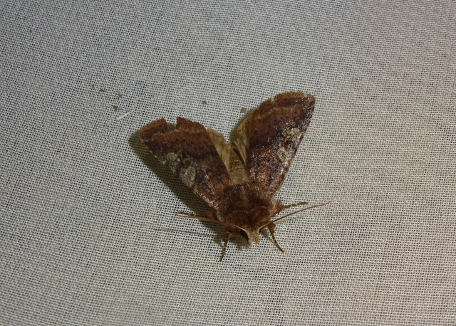 Cerastis leucographa - fehérjegyes tavaszibagoly