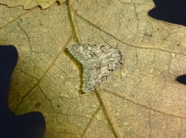 Nola cicatricalis - szürke pamacsosszövő