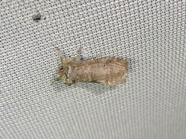 Asphalia ruficollis - vörösnyakú pihésszövő